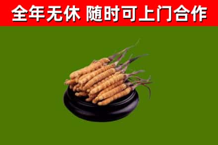 湘潭市回收冬虫夏草