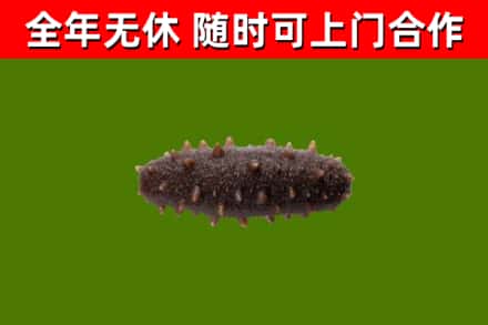 湘潭市回收海参干